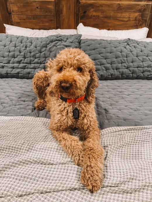 Artem-dog